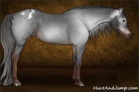 Horse Color:Gray Liver Red Roan Appaloosa 