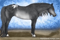 Horse Color:Brown Chinchilla Appaloosa Rabicano 