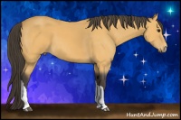 Horse Color:Buckskin 