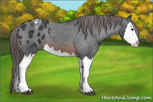 Horse Color:Brown Splash Appaloosa 