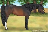 Horse Color:Brown 