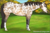 Horse Color:Buckskin Ice 