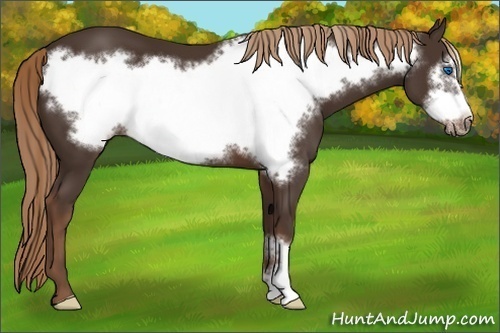 Horse Color: Liver Chestnut Frame 