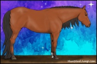 Horse Color:Bay 