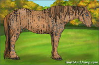 Horse Color:ERROR: UNKNOWN ANOMALY Brindle