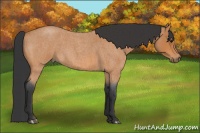 Horse Color:Bay Roan 