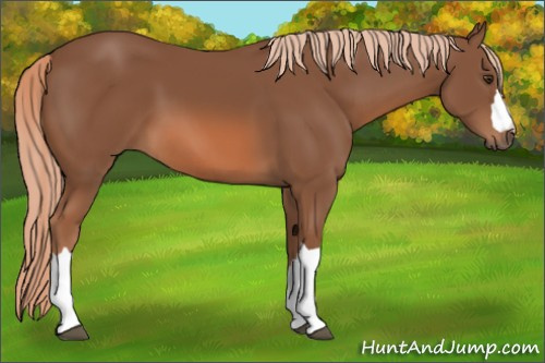Horse Color: Liver Chestnut 