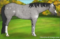 Horse Color:Grullo 