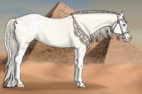 Horse Color:Buckskin Chinchilla Splash Blanket 
