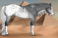 Horse Color:Silver Brown Chinchilla Splash Appaloosa 