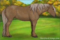 Horse Color:Chocolate Palomino 
