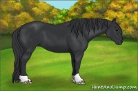 Horse Color:Black 