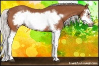 Horse Color:Silver Bay Splash Frame 