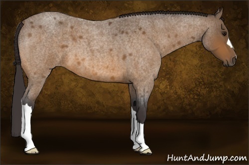 Horse Color:Buckskin Roan 