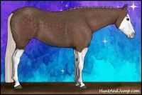 Horse Color:Silver Black Splash 