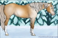 Horse Color:Gray Silver Amber Cream Champagne 