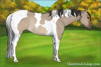 Horse Color:Brown Dun Tobiano Rabicano