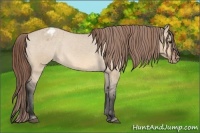 Horse Color:Bay Dun Appaloosa Rabicano 