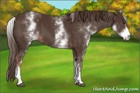 Horse Color:White Spotted Liver Chestnut 