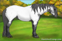 Horse Color:Brown Appaloosa 