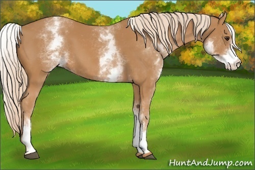 Horse Color: White Spotted Chestnut 
