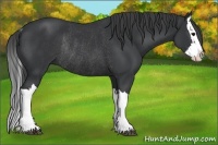 Horse Color:Black Splash Rabicano 