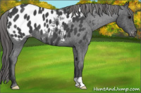 Horse Color:Blue Roan Near Leopard 