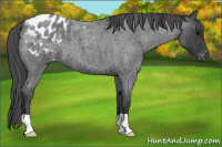 Horse Color:Blue Roan Appaloosa 