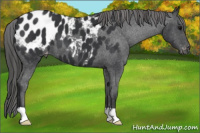Horse Color:Black Appaloosa