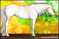 Horse Color:Gray Silver Amber Cream Champagne Roan Dun Splash Tobiano Frame Appaloosa Rabicano