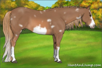 Horse Color:White Spotted Liver Chestnut Splash Frame 