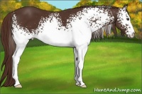 Horse Color:White Spotted Liver Chestnut 