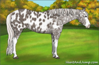 Horse Color:Silver Brown Splash Appaloosa 