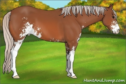 Horse Color:Silver Bay Sabino