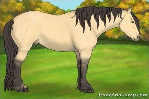 Horse Color:Buckskin Dun 