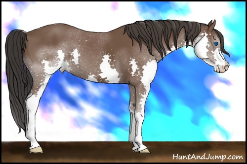 Horse Color: Bay Splash 