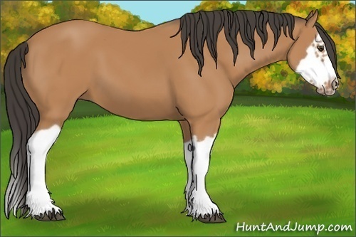 Horse Color: Bay Splash Frame 