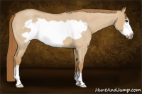 Horse Color:Red Dun Roan Frame 