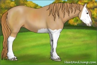 Horse Color:Chestnut Splash 