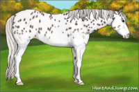 Horse Color:White Spotted Silver Black Appaloosa 