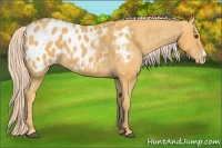 Horse Color:Palomino Appaloosa 