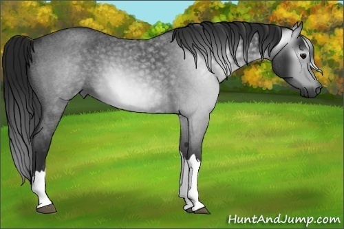 Horse Color:Unknown 
