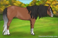 Horse Color:Bay Sabino Splash 