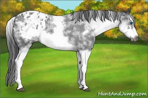 Horse Color: White Spotted Blue Roan Splash Frame Blanket 