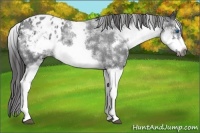 Horse Color:White Spotted Blue Roan Splash Frame Appaloosa