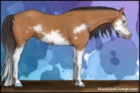 Horse Color:Bay Splash Frame 