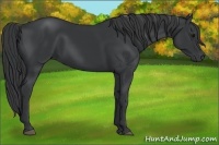 Horse Color:Black Rabicano 