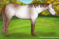 Horse Color:Gray Chestnut 