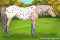 Horse Color:Bay Appaloosa 