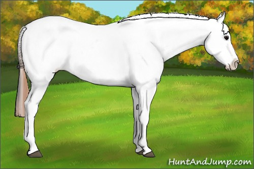 Horse Color: Grullo Near Leopard 